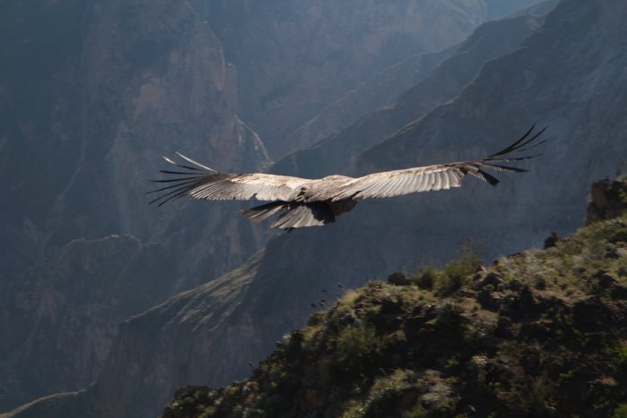 A raptor soars high above the mountains in Peru.