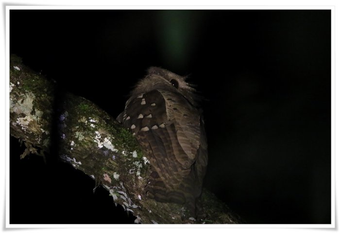 A Dulit Frogmouth perched in a tree at night.