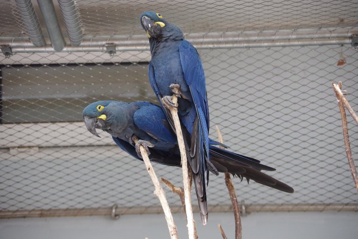 Two Lear's Macaws perched on branches in captivity. 
