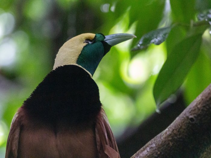 The green and light yellow head and brown upper body of a Raggiana Bird of Paradise.