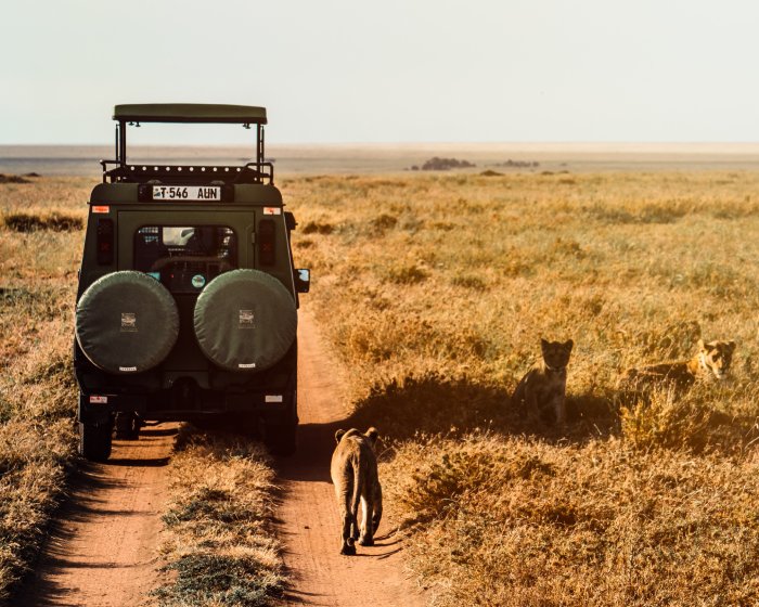 A safari vehicle drives away through an African plain as lions look on nearby.