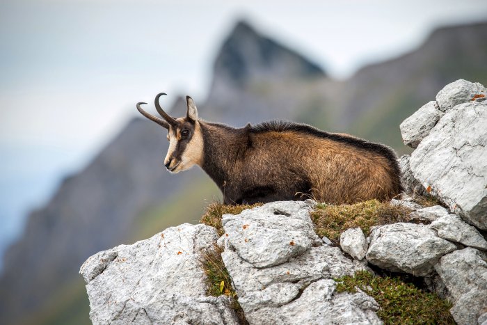 An Alpine chamois rests on a rocky outcropping in the mountains.