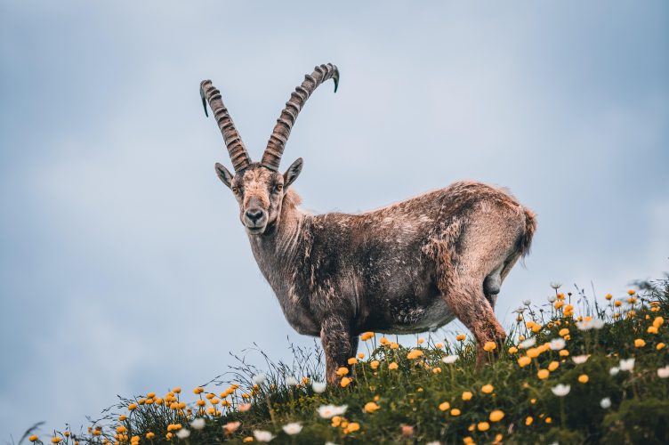 Big Game in Asia, From the Iconic Ibex to the Mighty Argali