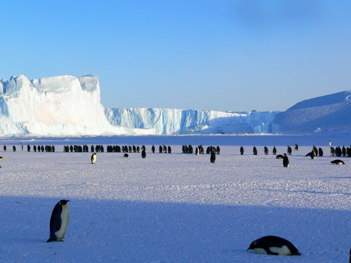 Penguins on the ice in Antarctica