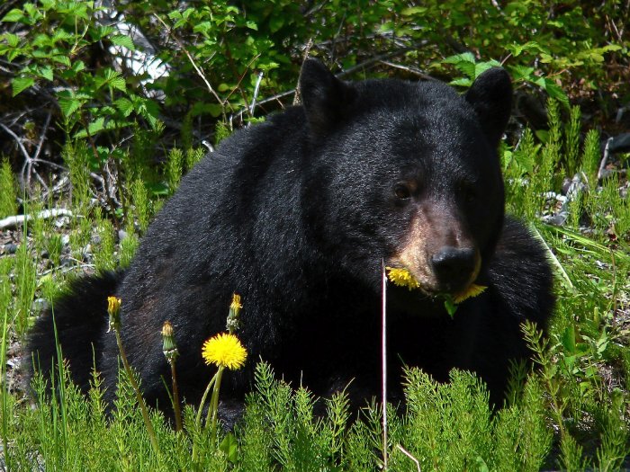 A Black bear eats dandelion leaves in the sunshine.