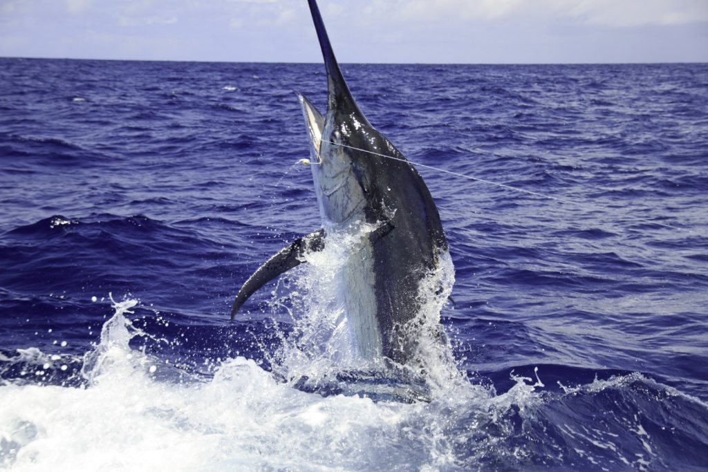 Best Fishing Destinations for Marlin, Mahi Mahi and More