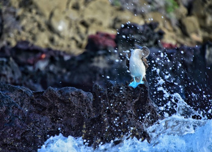 A Blue-footed booby preens on a rock near crashing ocean waves.