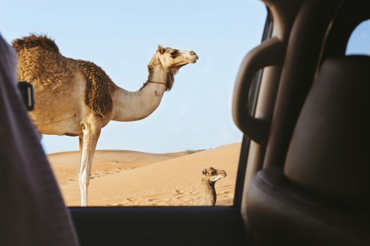 Overlanding the Middle East From the Silk Road to the Arabian Peninsula