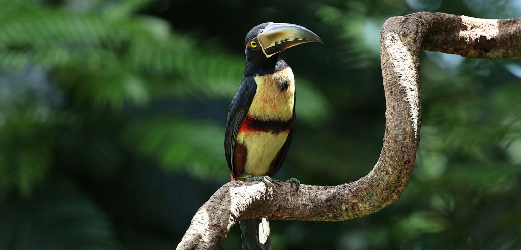 Pura Vida in Costa Rica: A Balance of Adventure and Nature