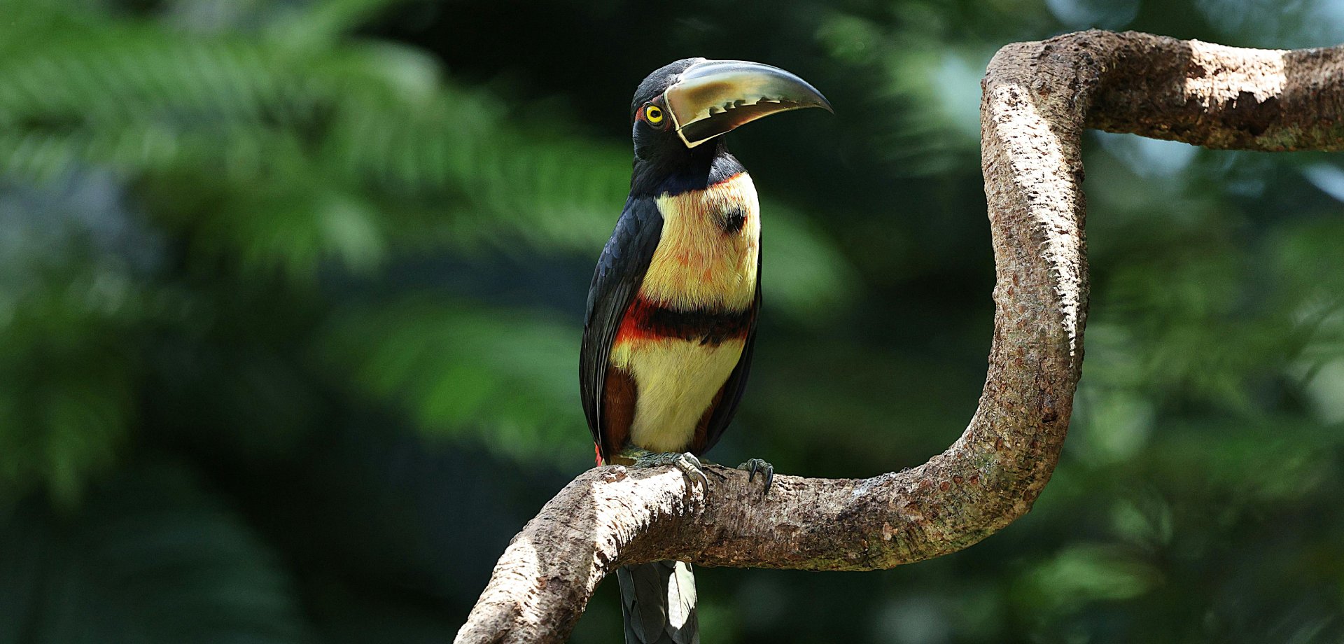 Pura Vida in Costa Rica: A Balance of Adventure and Nature