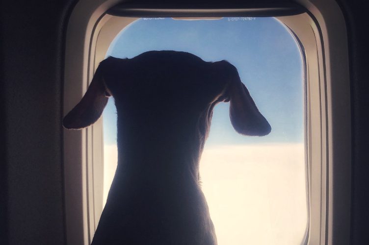 International Travel With Pets: Navigating a Pet-Friendly Journey