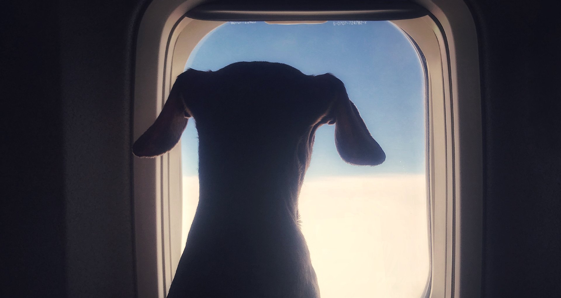 International Travel With Pets: Navigating a Pet-Friendly Journey