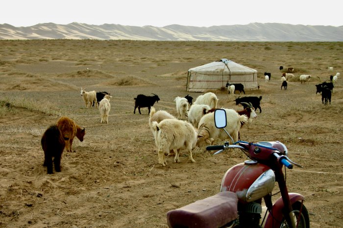 Sheep and goats stand in the plains of the Gobi Desert, near a motorcycle.