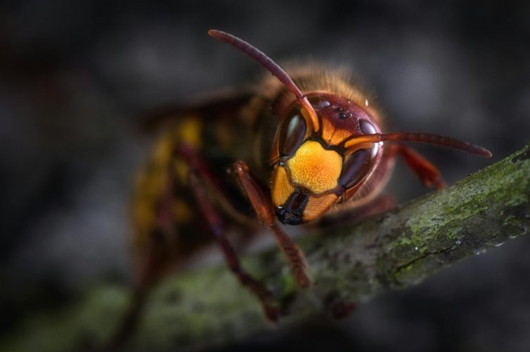 Bees, Tsetse Flies, Kissing Bugs and Bullet Ants Could Ruin Your Trip