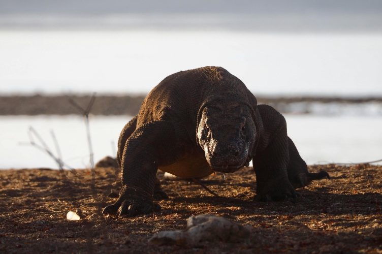Komodo Island: Health and Safety Guide for Illness, Injury, and Dragons