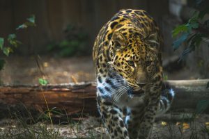 The Safari Dangers Facing Observers and Game Hunters