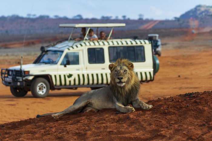 A male lion lies on the ground on red dirt while a safari vehicle in zebra livery looks on.