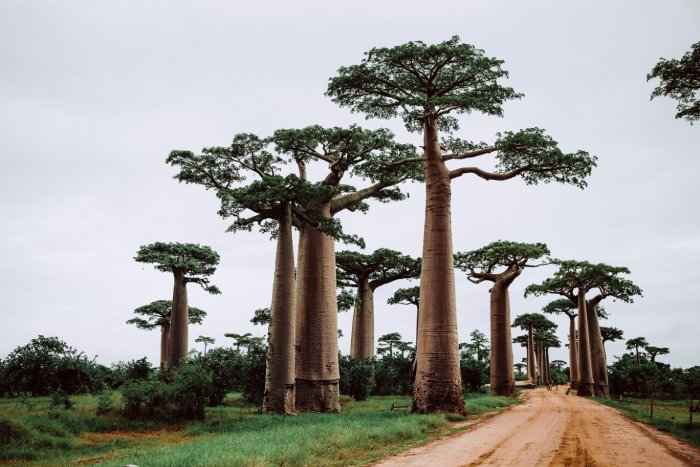 Tall, unusual trees above a red dirt road in Madagascar