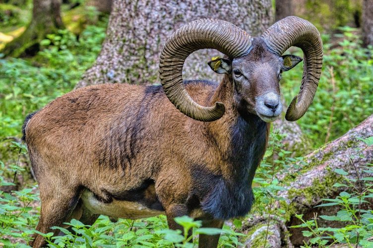 Spring Hunting Around the World: Boar, Red Deer, Black Bear, Tahr, Chamois, Mouflon and More