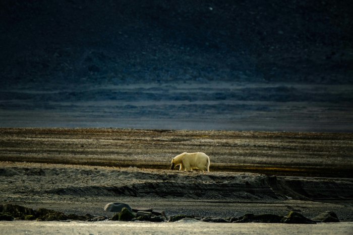 A Polar bear walks on a Norwegian tundra.