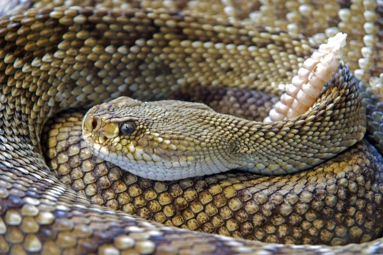 Venomous Vacation: Where Snake Bites Strike Most