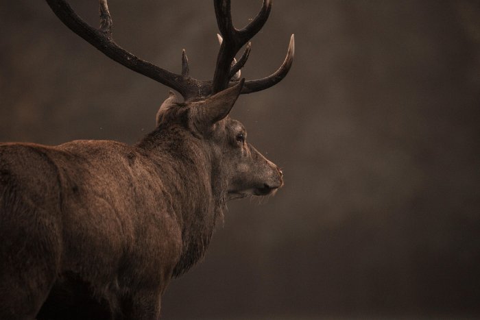 A red deer stag looks outward.