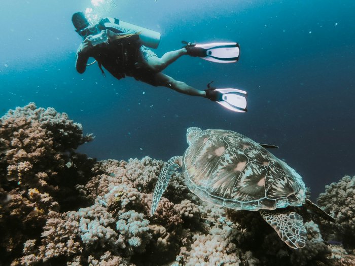 A scuba diver takes an underwater photo of a sea turtle on a coral reef.