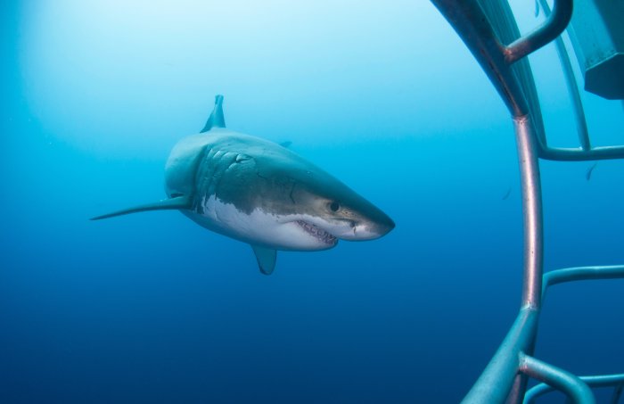 A Great white shark swims near a shark cage.