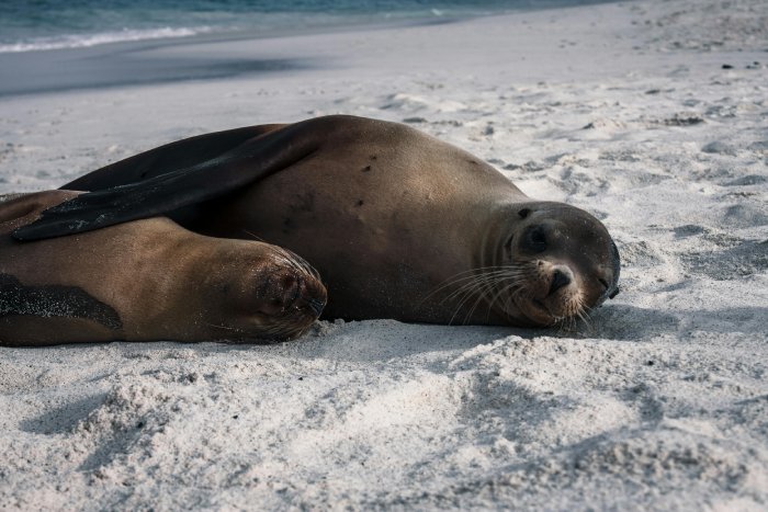 Two sleeping sea lions on a white sandy beach in the Galápagos.