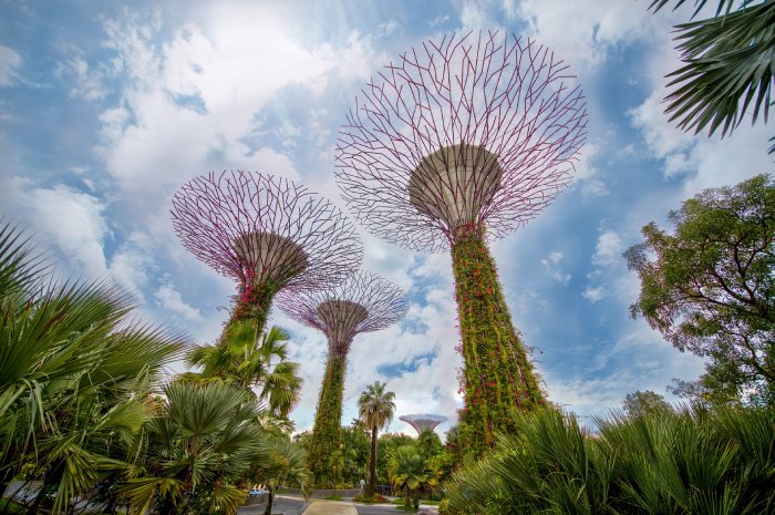 Supertree Grove on a sunny day in Singapore.