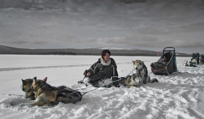 A sled dog team and a woman rest on a flat field of snow in Sweden.