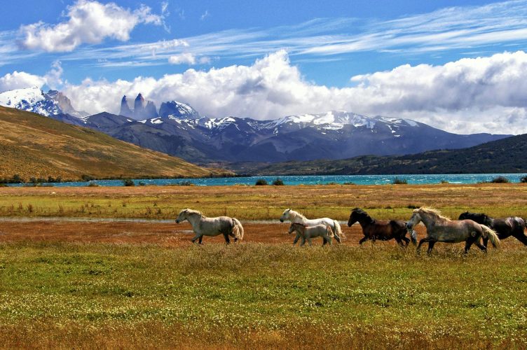 Patagonia Traveler Safety Guide