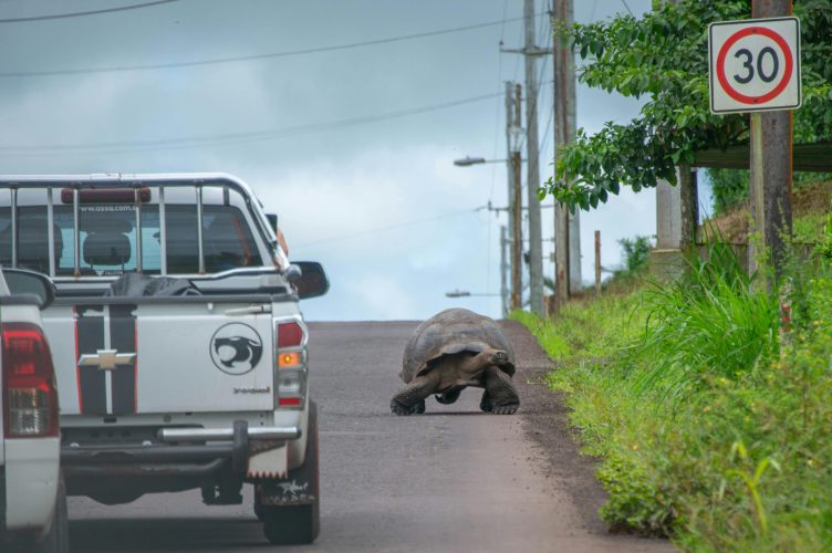 The Ultimate Guide To Exploring the Galápagos Islands: Wildlife, Safety and Adventure