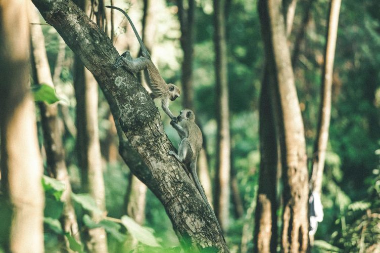 Komodo Dragons, Sun Bears and Sea Turtles: Southeast Asia’s Top Wildlife Destinations