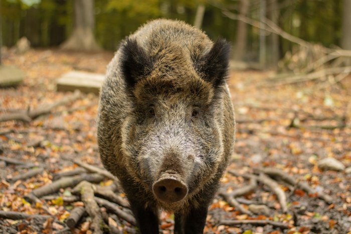 A wild boar walks toward the camera in a forest.