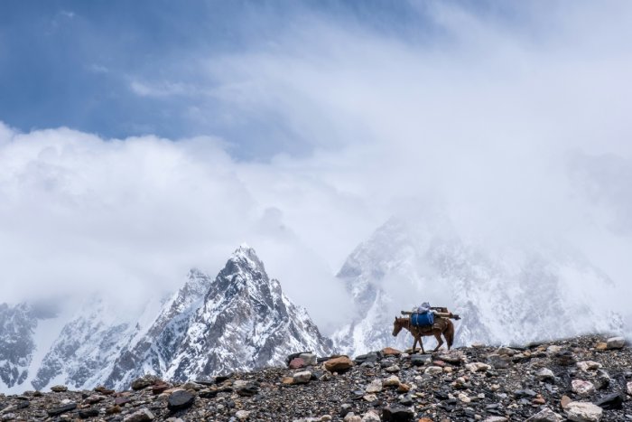 A donkey in the high mountains on the Baltoro Glacier.