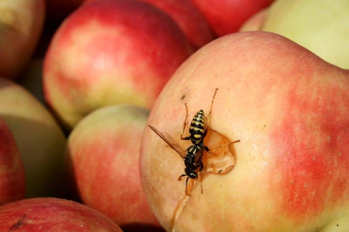 A wasp lands on a red and yellow apple.