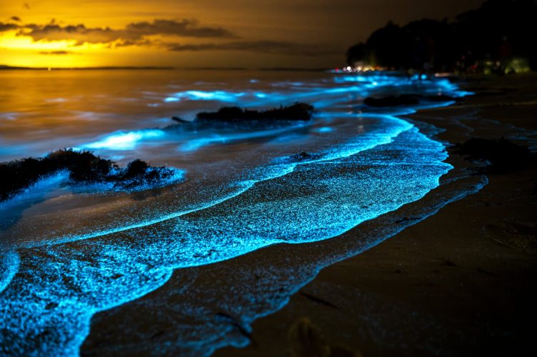 The Science, Safety and Spectacle of Earth’s Bioluminescent Beaches