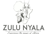 Zulu-Nyala