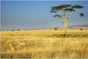 Global Rescue evacuates hunter with eye injury from Cameroon