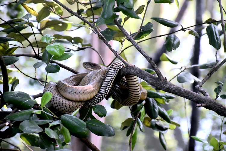 A small king cobra curled up on a tree branch, blending into its surroundings with its striking scales.