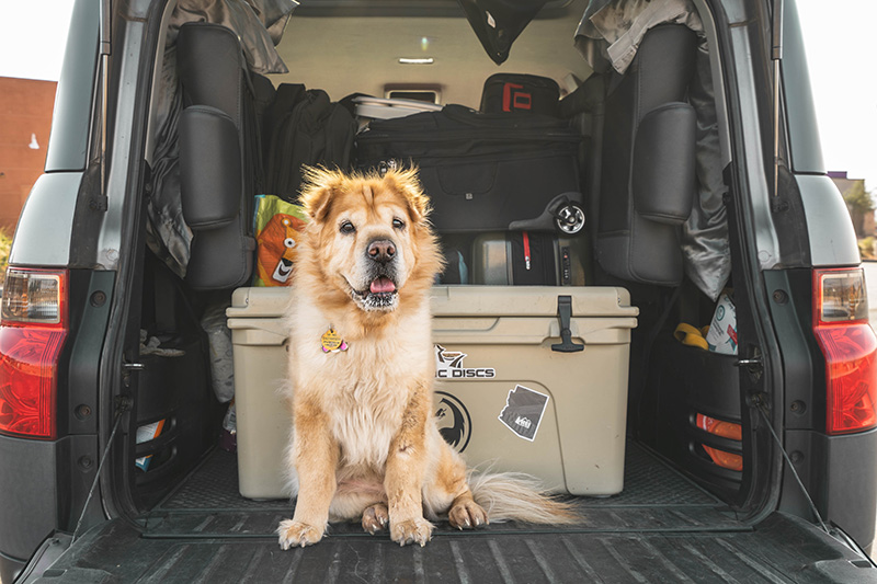 How to Travel with a Dog (or Two)