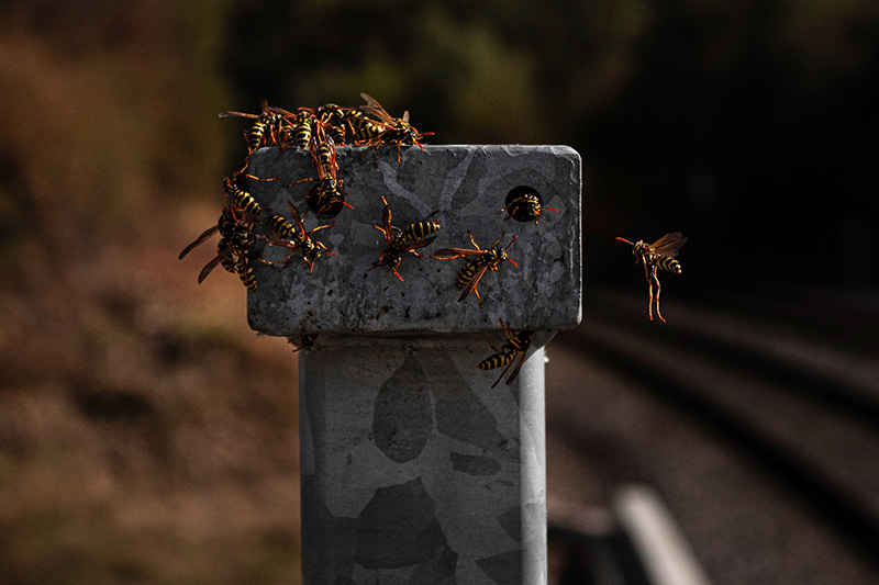 fall-wasps
