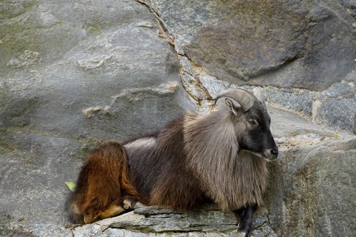 A Himalayan tahr rests on a cliff ledge.