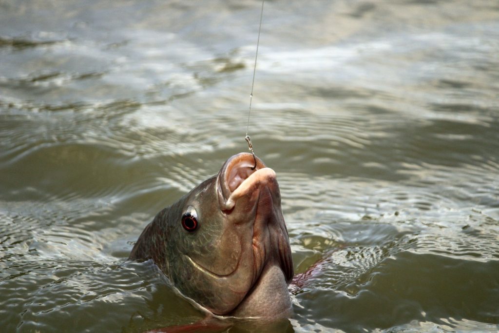 Is Manaus the Ultimate Gateway for Amazon Peacock Bass Fishing?
