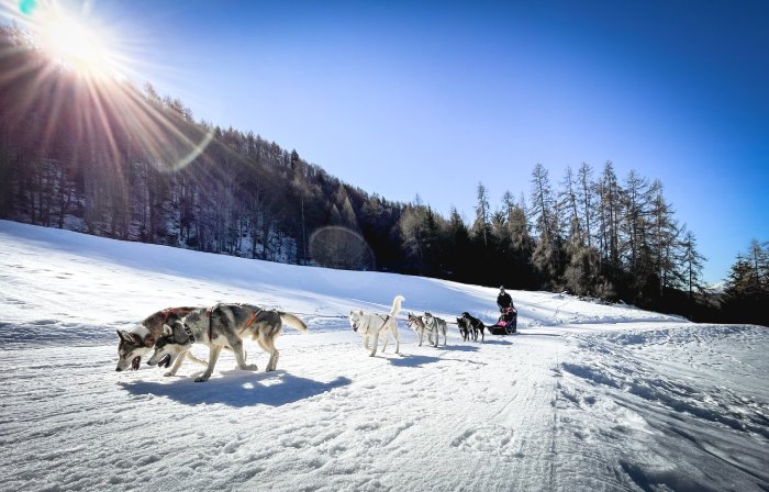 A team of sled dogs pulls a sled underneath sunny blue skies.