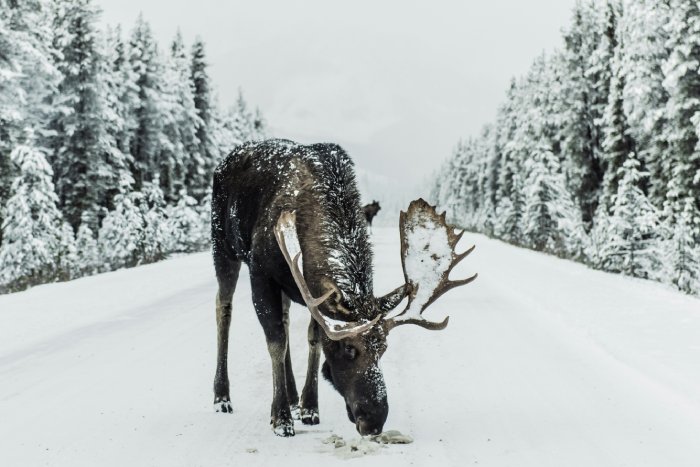 A bull moose sniffs something in the middle of a snowy road in the snowy woods.