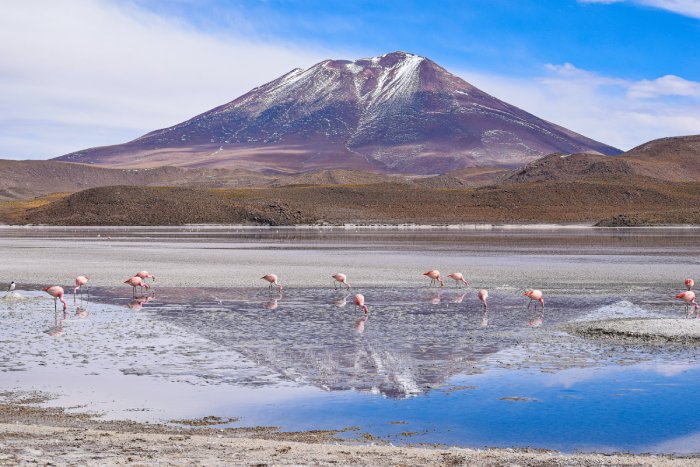 Flamingoes wade in reflective water as a large mountain stands solitary behind them.