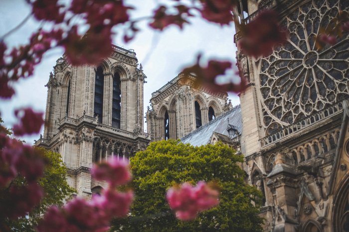 Pink flowers frame the foreground of the towers of Notre Dame.