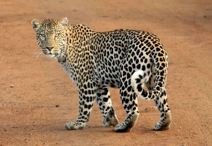 A leopard looks over its shoulder as it walks along a dirt road.